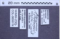 Etiketten zu Agrypnus major (NHMW-ZOO-COL-0008114)